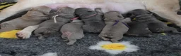 French Bulldog dogs for sale: 🧸Stunning French Bulldog puppies🧸😍🤎 - Advert 16
