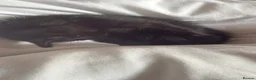 Domestic Shorthair cats for sale: Black kittens  - Advert 3