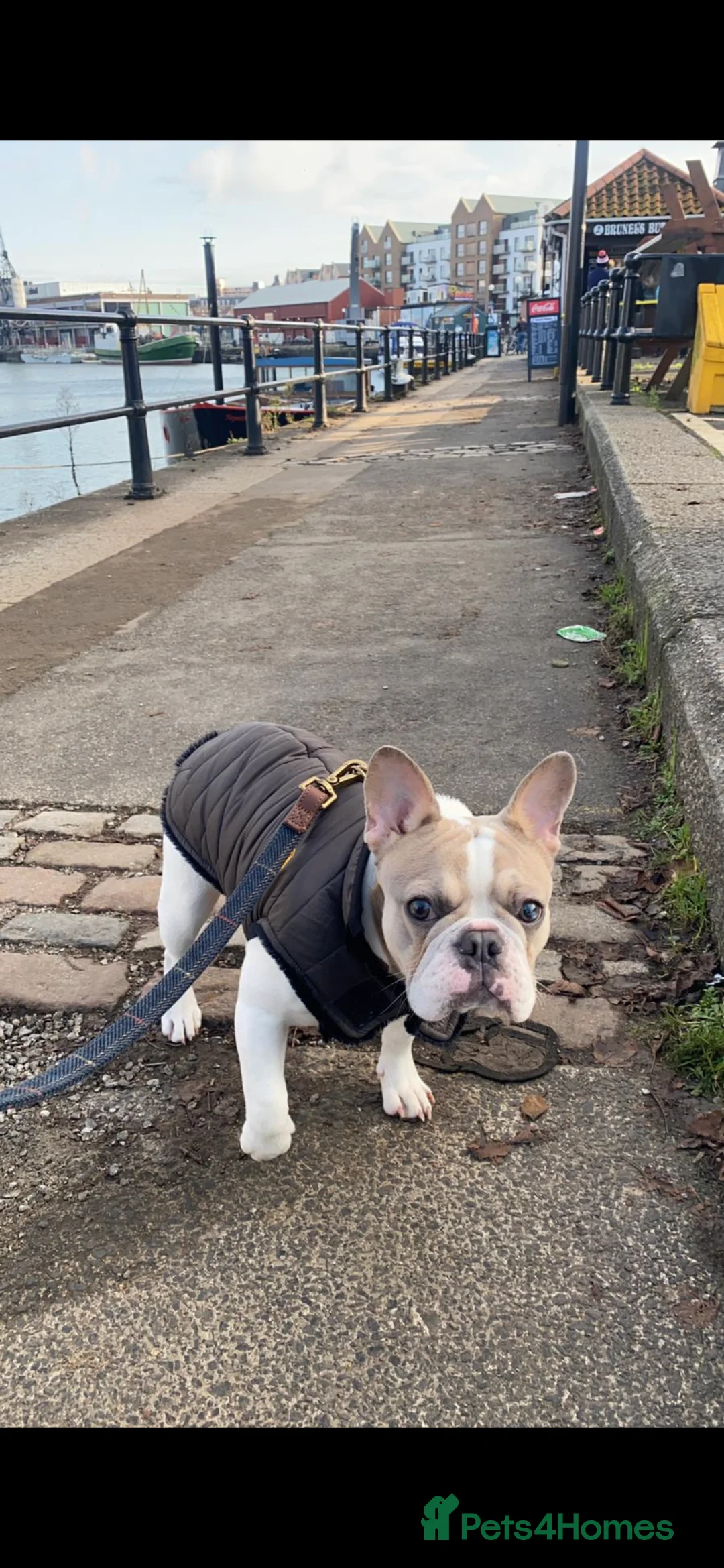 Gallery Image {{count}}