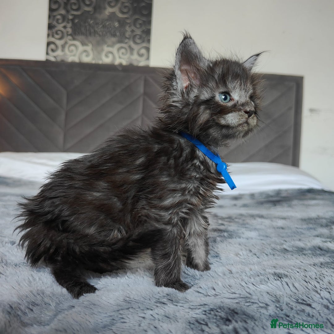 Maine Coon cats for sale: European Maine coon Kittens - Image 9