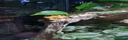 Gecko reptiles for sale: Crested Gecko for sale in Liverpool - Advert 4