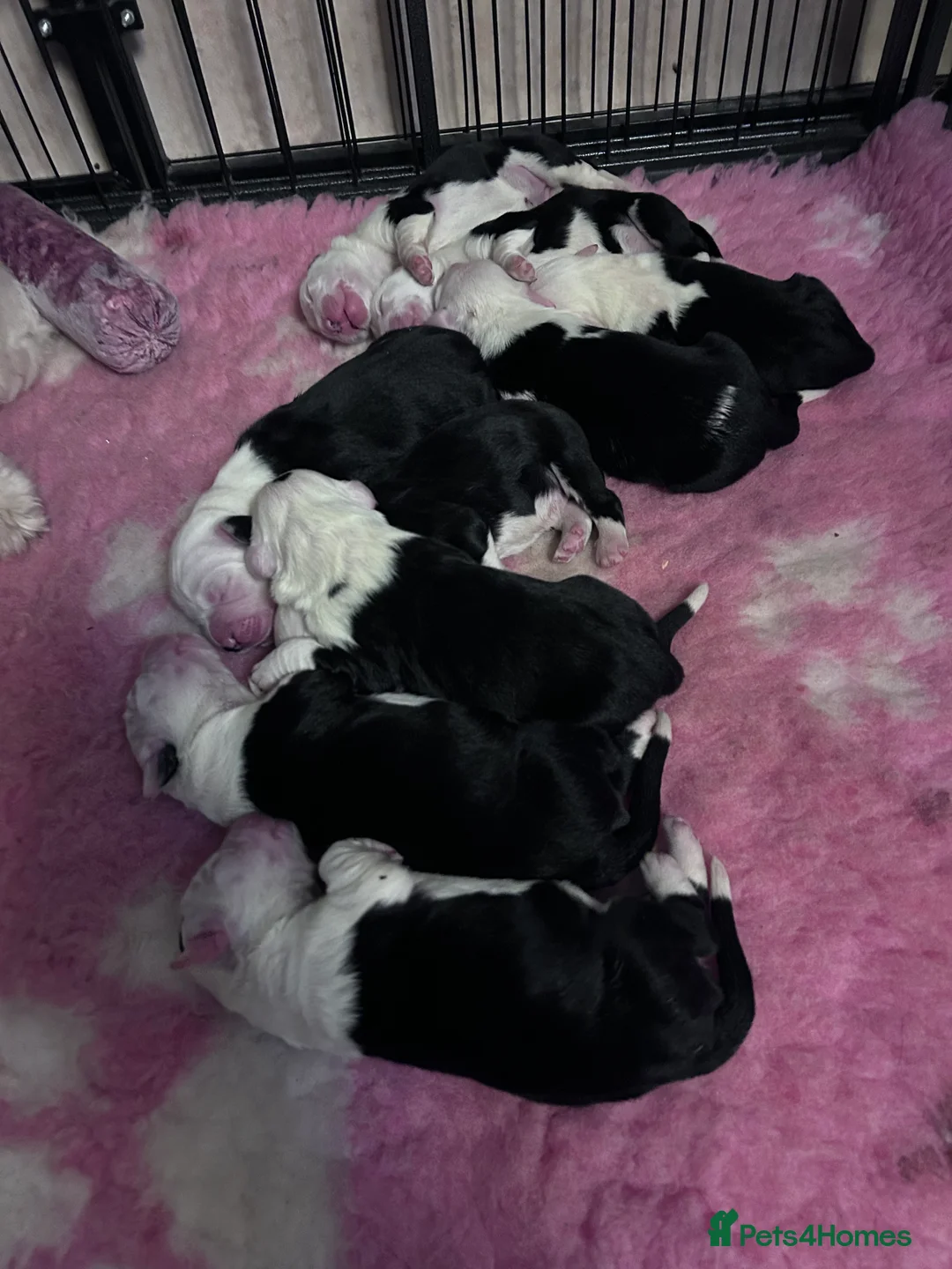 Old English Sheepdog dogs for stud: Proven Old English sheep dog for stud in Middlesbrough - Advert 14