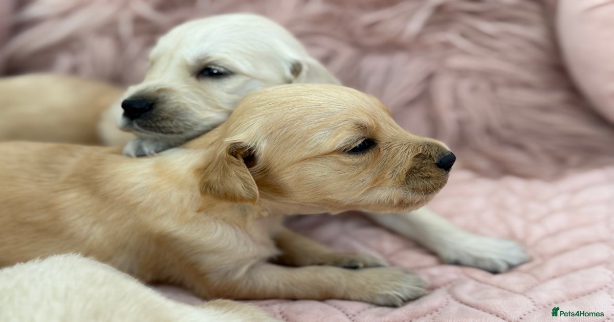 Comfort Retriever Puppies Golden Retriever Small Mix Beautiful GR