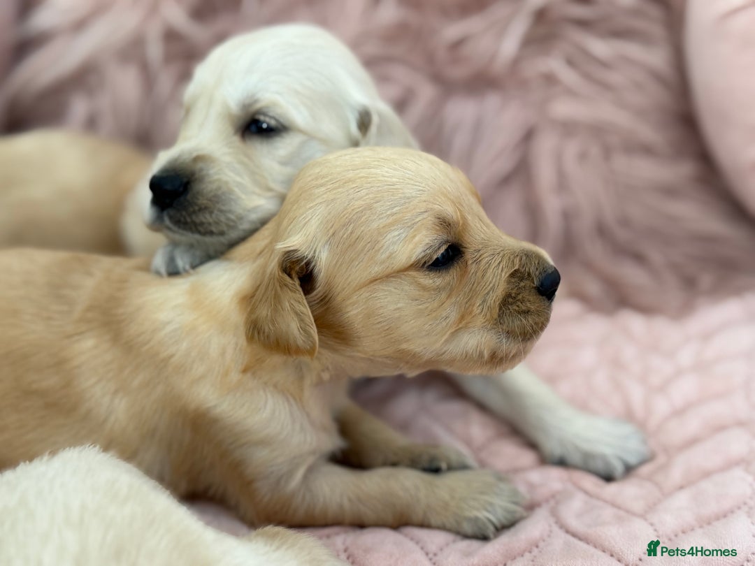 Golden Retriever dogs for sale: Beautiful GR Puppies – No Expense Spared! - Image 1