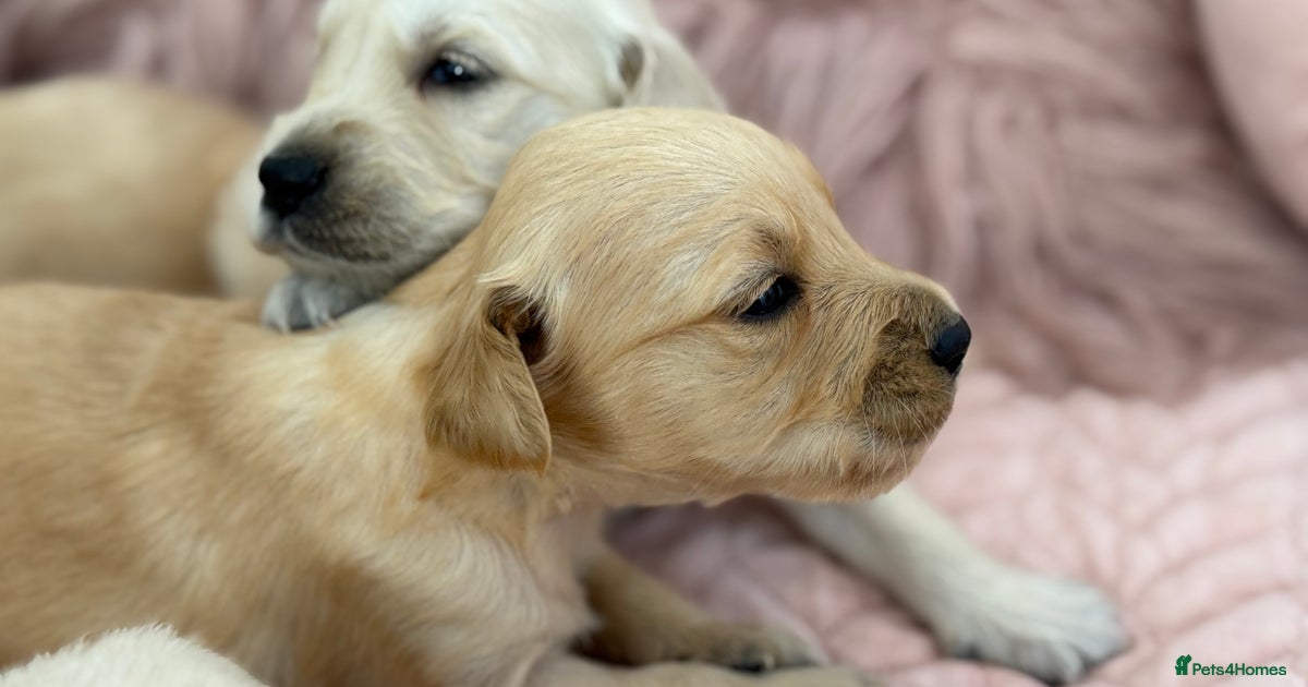 Comfort Retriever Puppies Golden Retriever Small Mix Beautiful GR