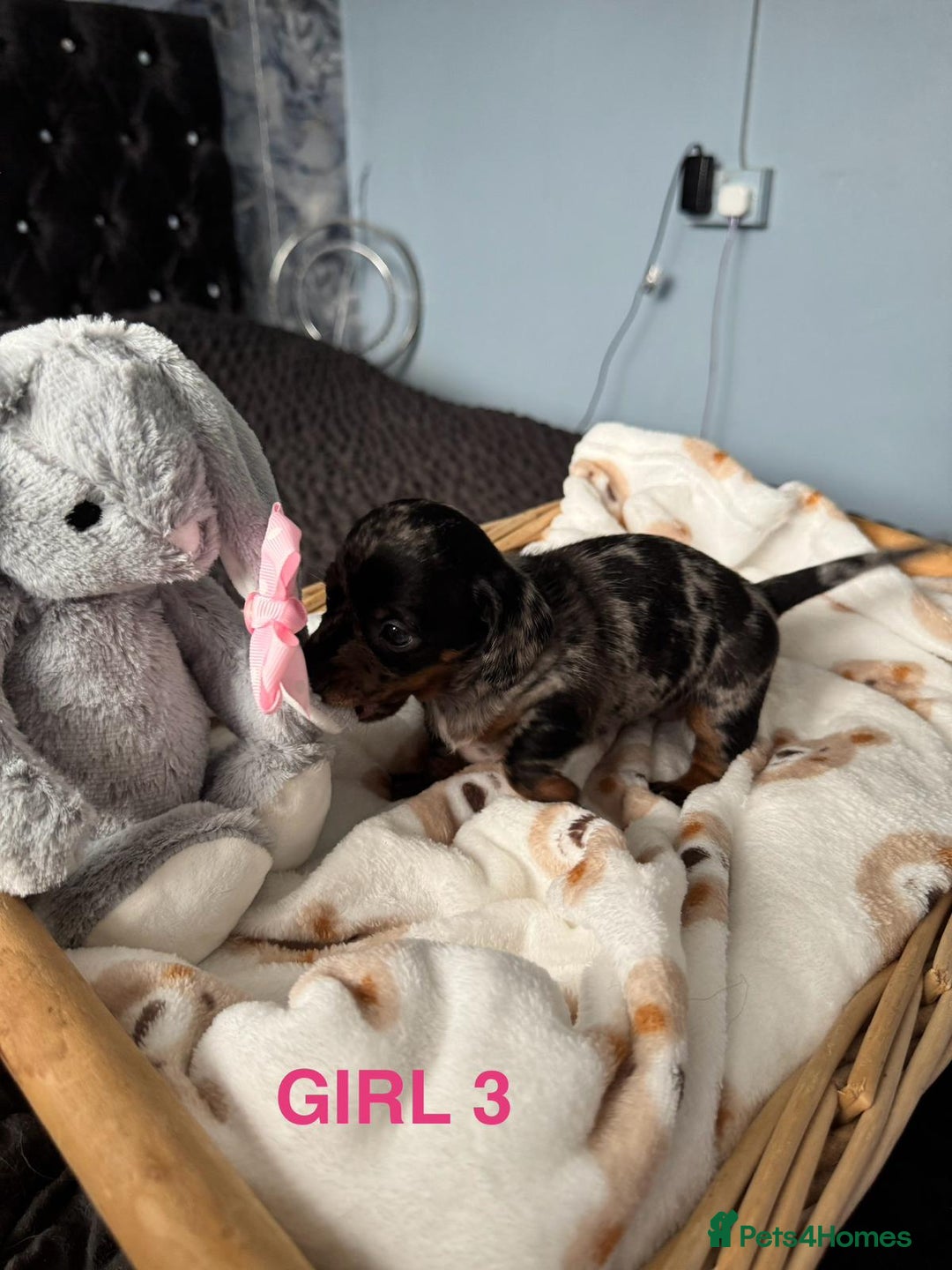 Dachshund dogs for sale: STUNNINGLY,  GORGEOUS DACHSHUND PUPPIES 🐶 😍  - Image 11