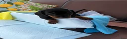 Miniature Dachshund dogs for sale: A litter of 2 lovely dachshund pups - Advert 16