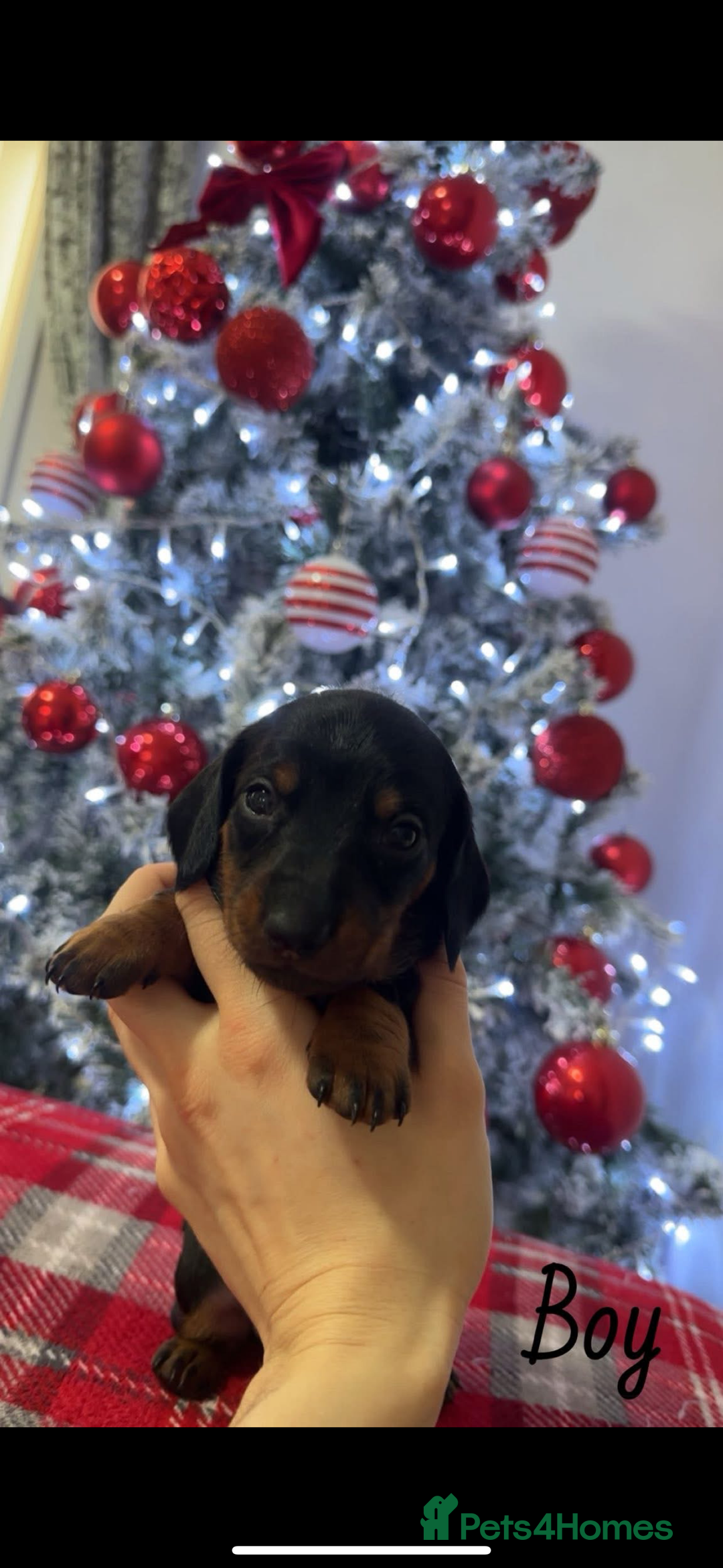 Dachshund dogs for sale: Dachshund puppies (2 LEFT) - Advert 16