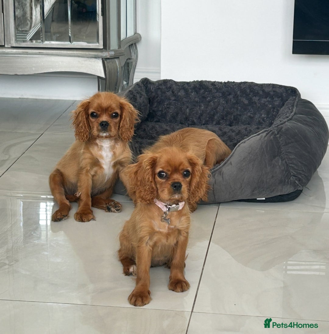 Cavalier King Charles Spaniel dogs for sale: Beautiful cavaliers fully health, and heart tested - Image 7