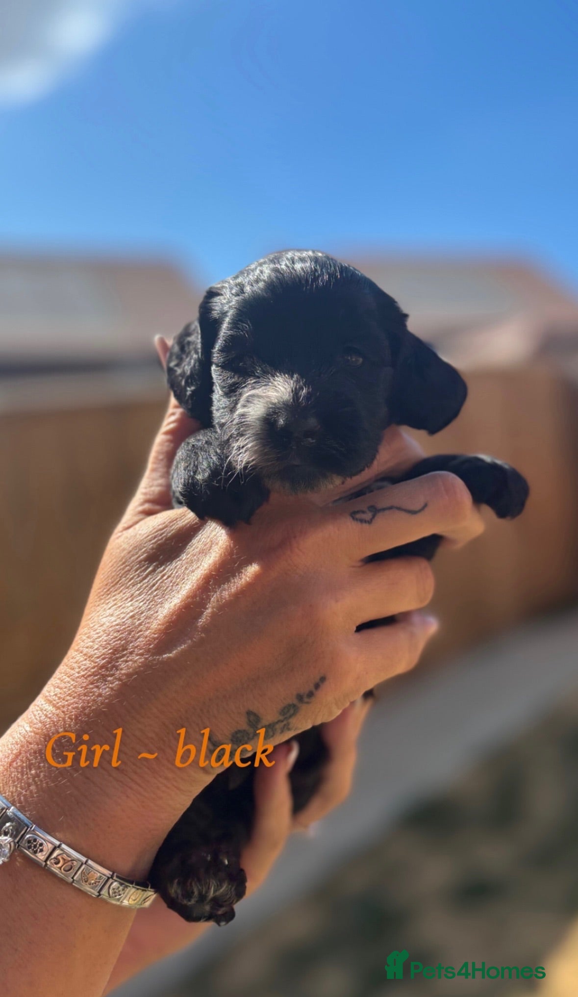 Cockapoo dogs F2b cockapoo puppies  - Advert 4
