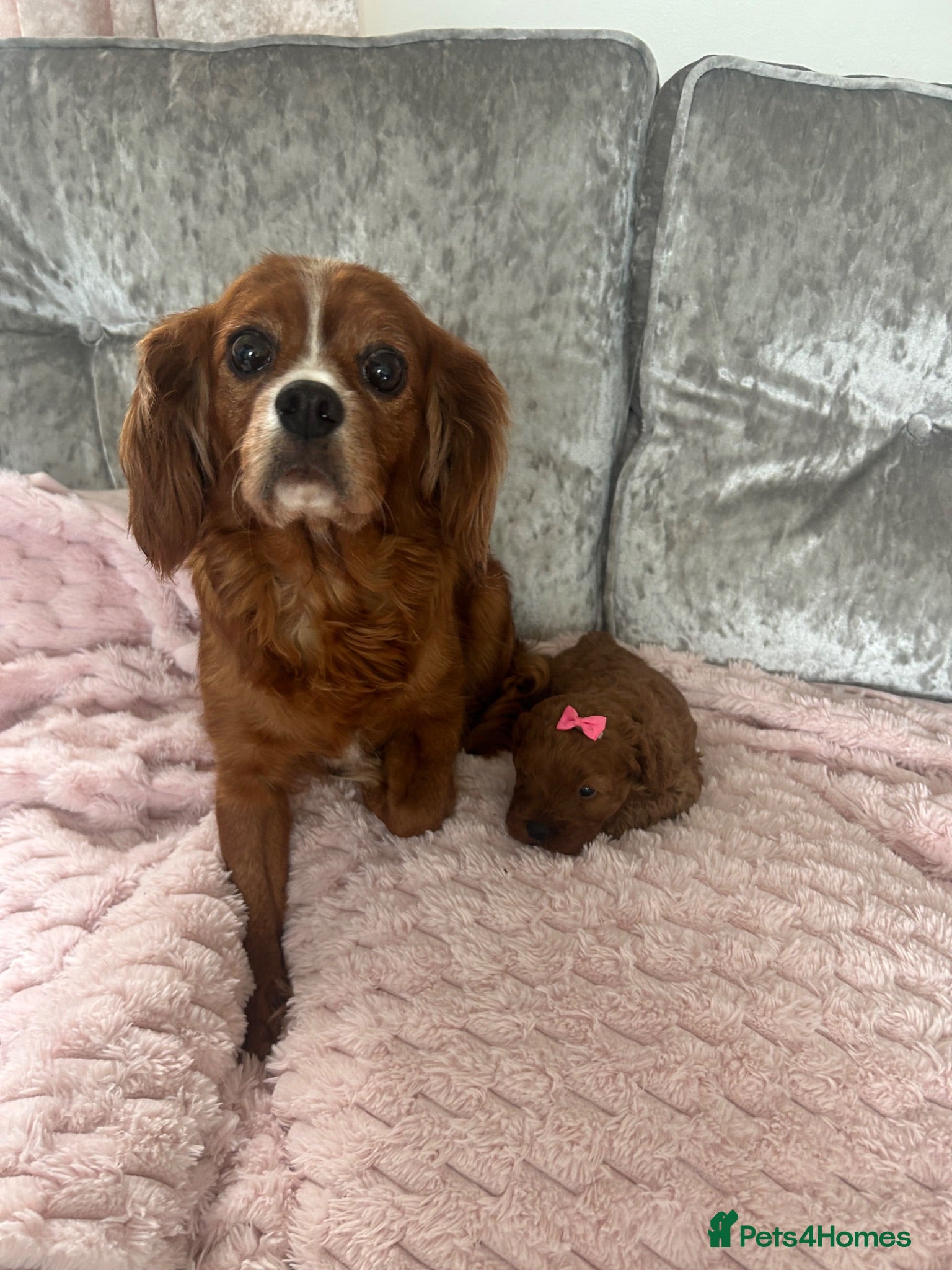 Cavapoo dogs Cavapoo puppy to be rehomed  - Advert 2