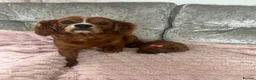 Cavapoo dogs for sale: Cavapoo puppy to be rehomed  in Reading - Advert 1