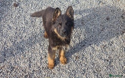 German Shepherd dogs for sale: German Shepherd pups  - Image 1