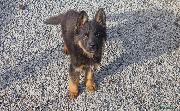 German Shepherd dogs - Advert 14