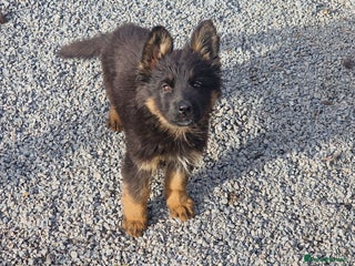 German Shepherd dogs - Advert 3