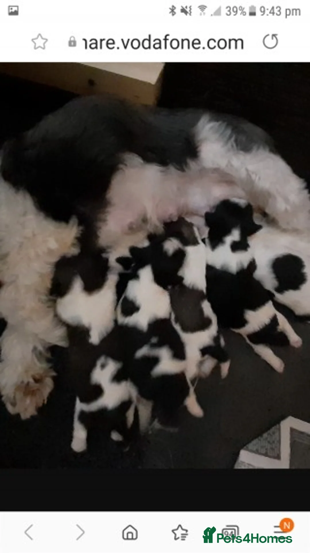 Shih Tzu dogs for stud: KC HARROPINE LUSTY DUSTY FOR STUD ONLY in Bridgend - Advert 33