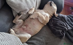 French Bulldog dogs for stud: Rocko - Image 6