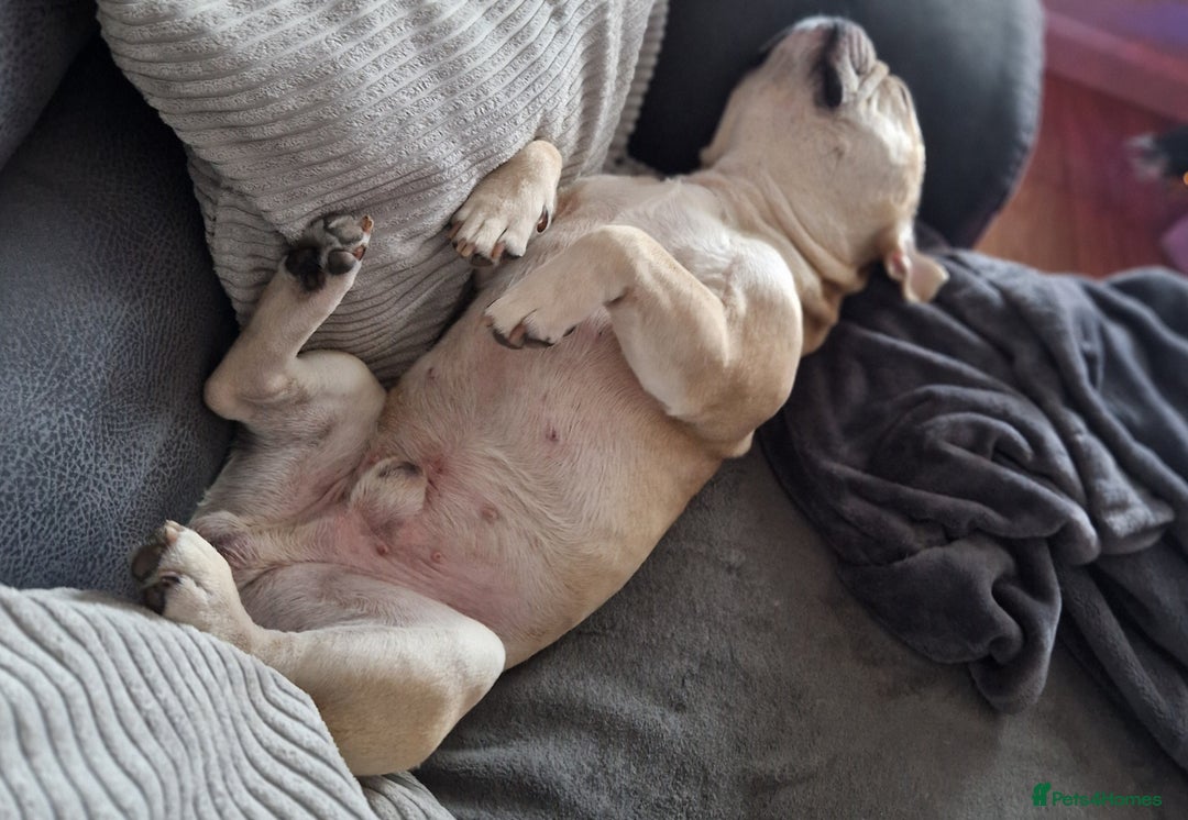 French Bulldog dogs for stud: Rocko - Image 6