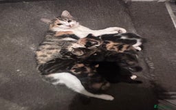 Mixed Breed cats for sale: Black and white kitten  - Image 9