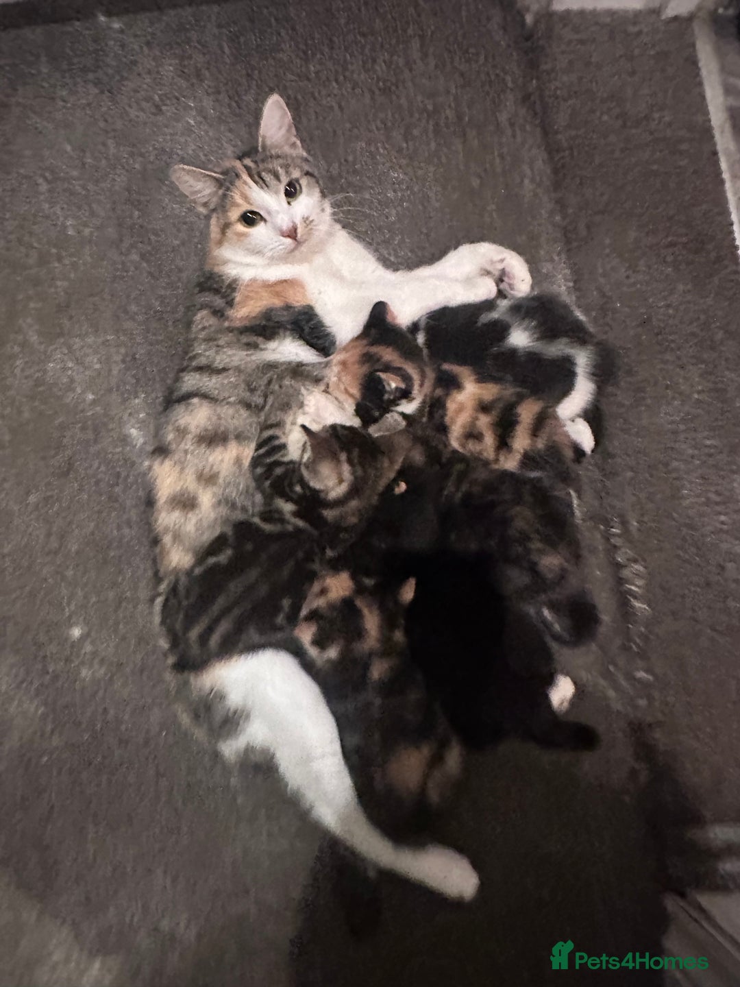 Mixed Breed cats for sale: Black and white kitten  - Image 9