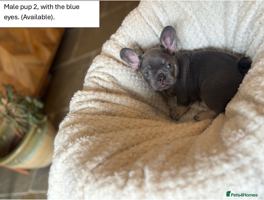 French Bulldog dogs for sale: KC Registered French Bulldog puppies for sale - Image 6