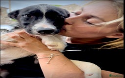 Border Collie dogs for sale: Champion bred special trainable  pups.  - Image 1