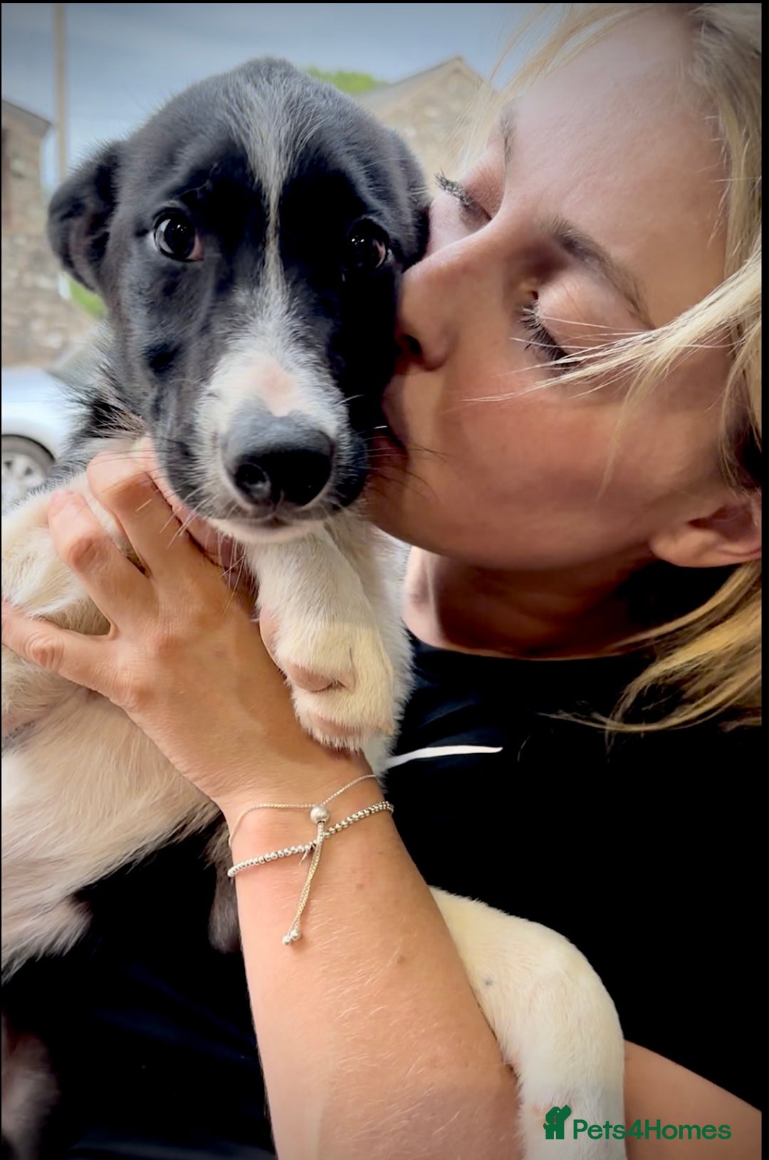 Border Collie dogs for sale: Champion bred special trainable  pups.  - Image 1