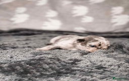 French Bulldog dogs for sale: French Bulldogs - Image 25