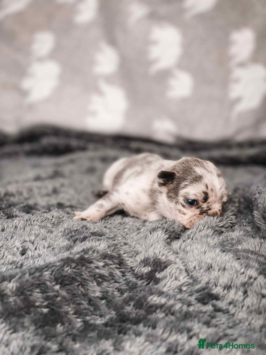 French Bulldog dogs for sale: French Bulldogs - Image 25