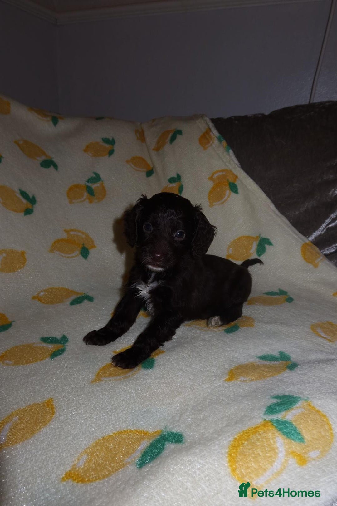 Cockapoo dogs for sale: Beautiful Cockapoo pups - Image 11