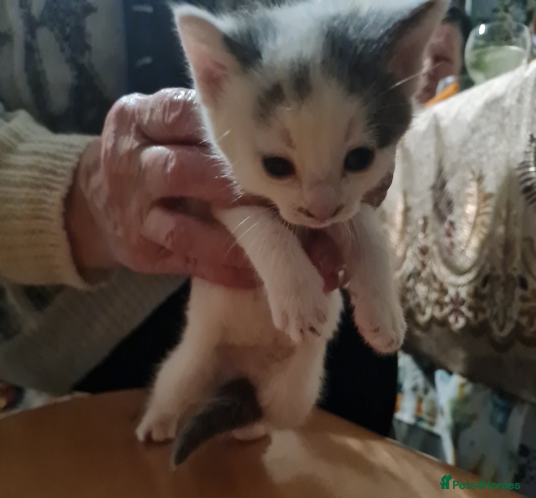 Mixed Breed cats for sale: 5 Adorable Kittens - Advert 5