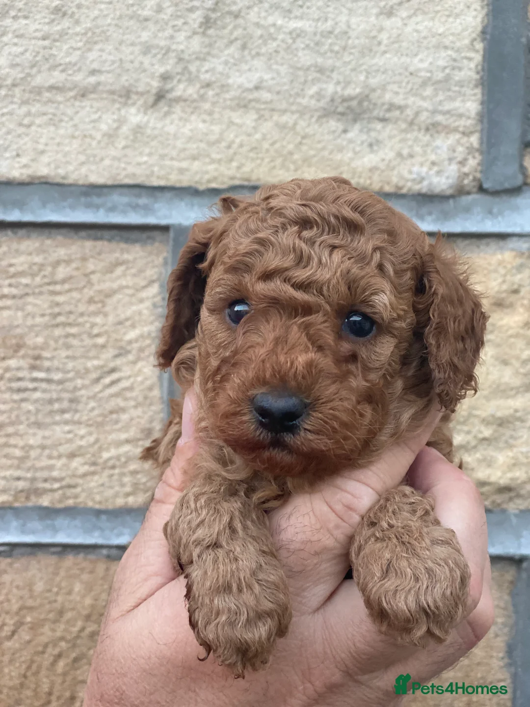 Toy Poodle dogs for sale: Only 2 boys left! Dark Red Toy Poodles  - Advert 3