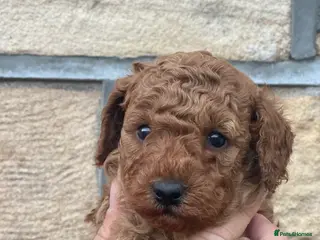 Toy Poodle dogs Only *1 GIRL AVAILABLE* Red Toy Poodle - Advert 17