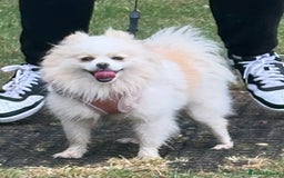 Pomeranian dogs for sale: Gorgeous KCreg female Pomeranian  - Image 9