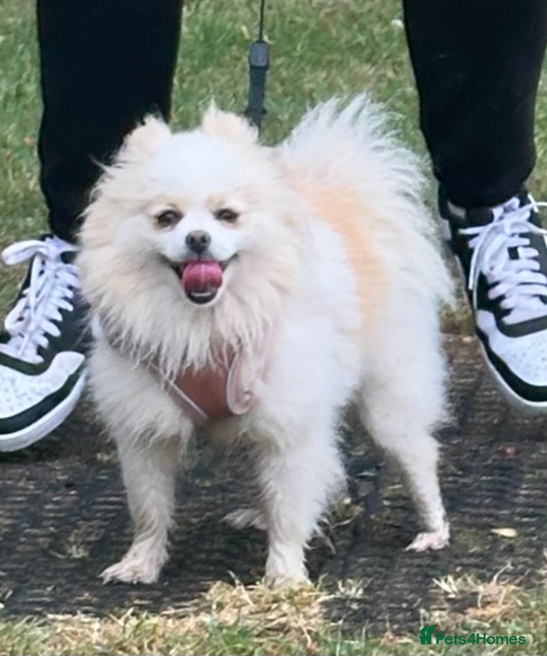 Pomeranian dogs for sale: Gorgeous KCreg female Pomeranian  - Image 9