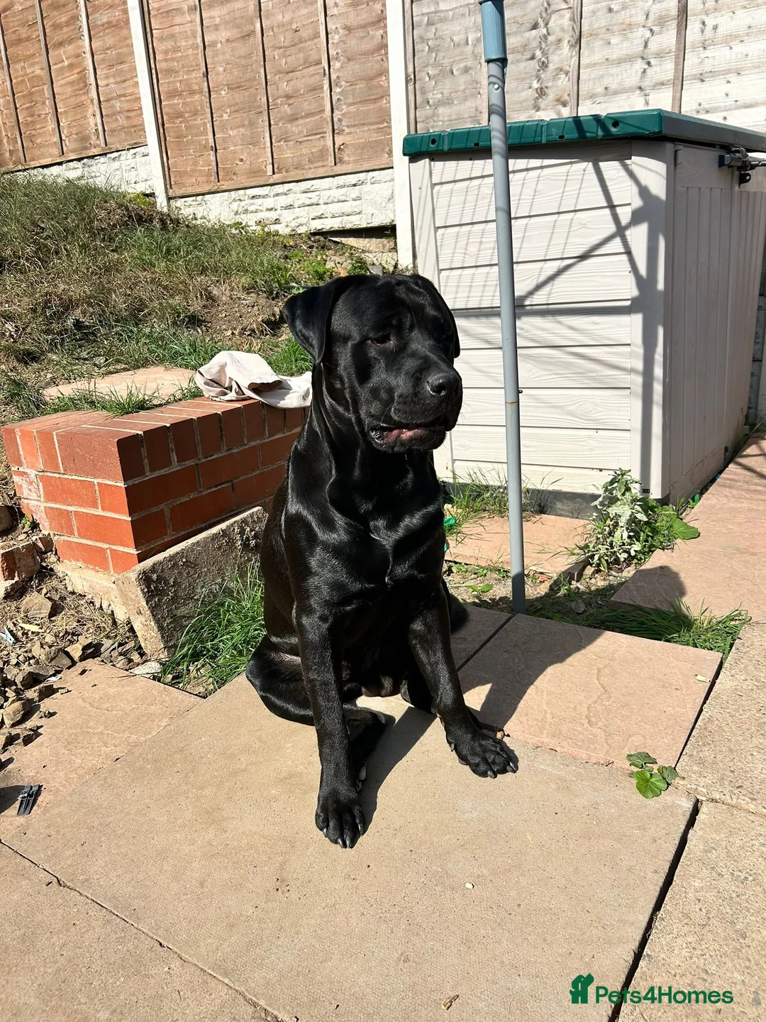 Mixed Breed dogs for sale: EXPERIENCED HANDLERS ONLY. Rehoming Vinnie. in Rowley Regis - Advert 2