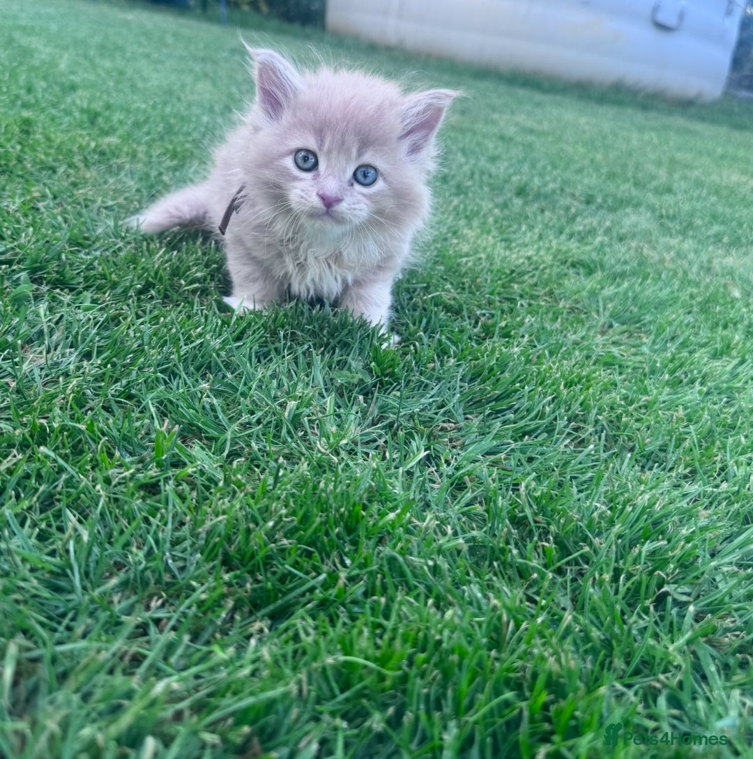 Maine Coon cats for sale: TICA REGISTERED champion Mainecoon kittens in Tring - Image 14