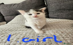 Mixed Breed cats for sale: Fluffy kittens for sale - Image 4