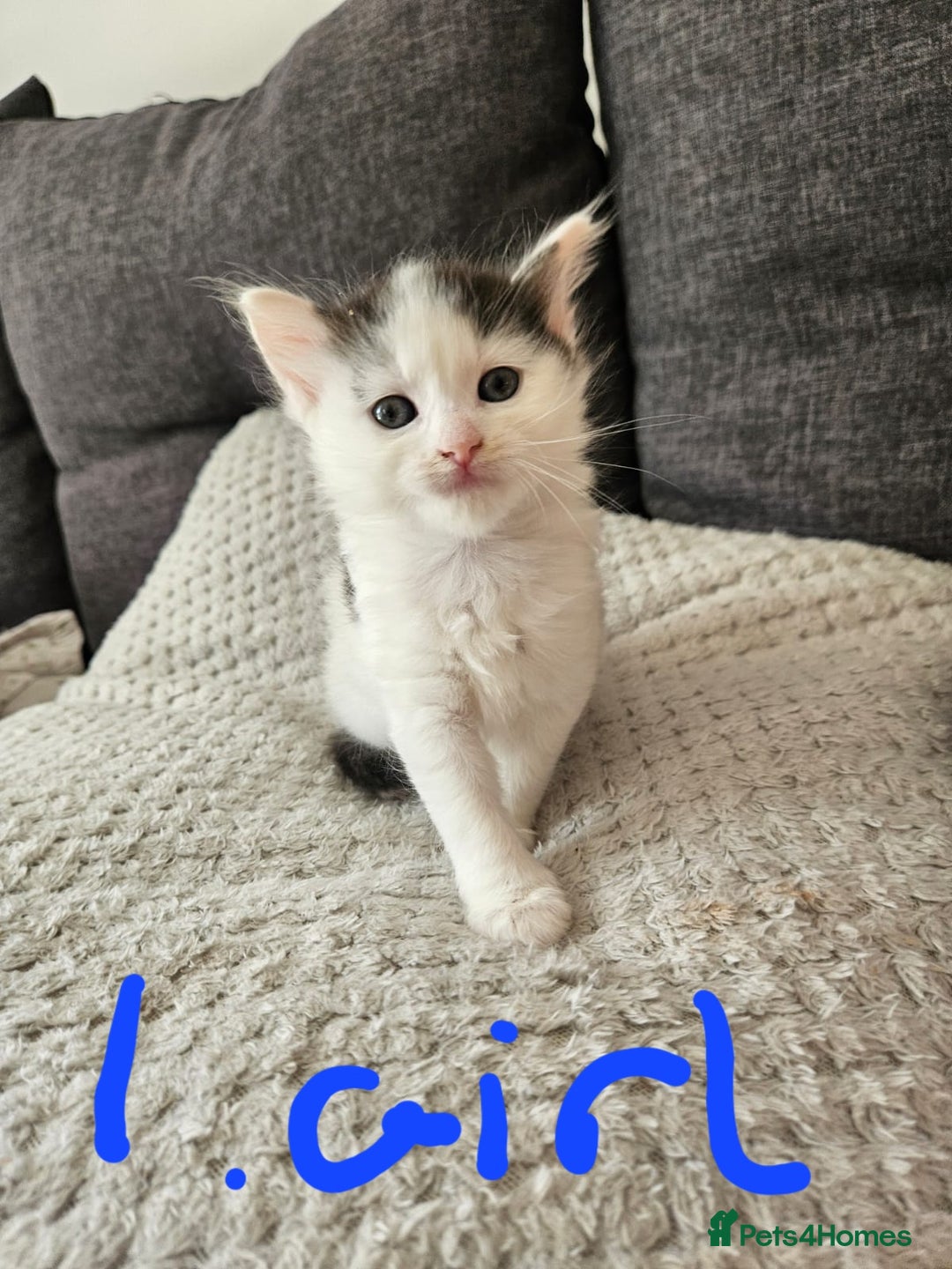 Mixed Breed cats for sale: Fluffy kittens for sale - Image 4