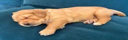 Golden Retriever dogs for sale: Beautiful KC Golden Retrievers  - Advert 15