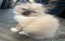 Ragdoll cats for sale: Amazing pure bred ragdolls  - Image 6