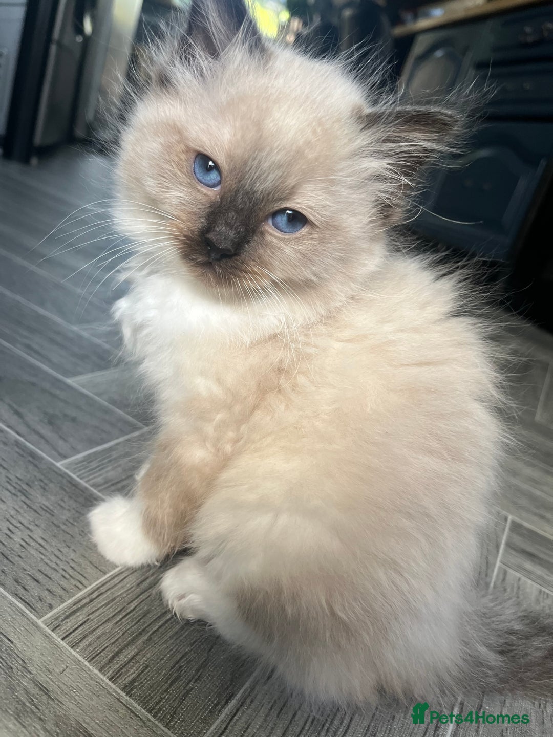 Ragdoll cats for sale: Amazing pure bred ragdolls  - Image 6