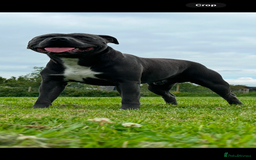 Staffordshire Bull Terrier dogs for stud: (ROCKY) rezevoire prince amond  - Image 3