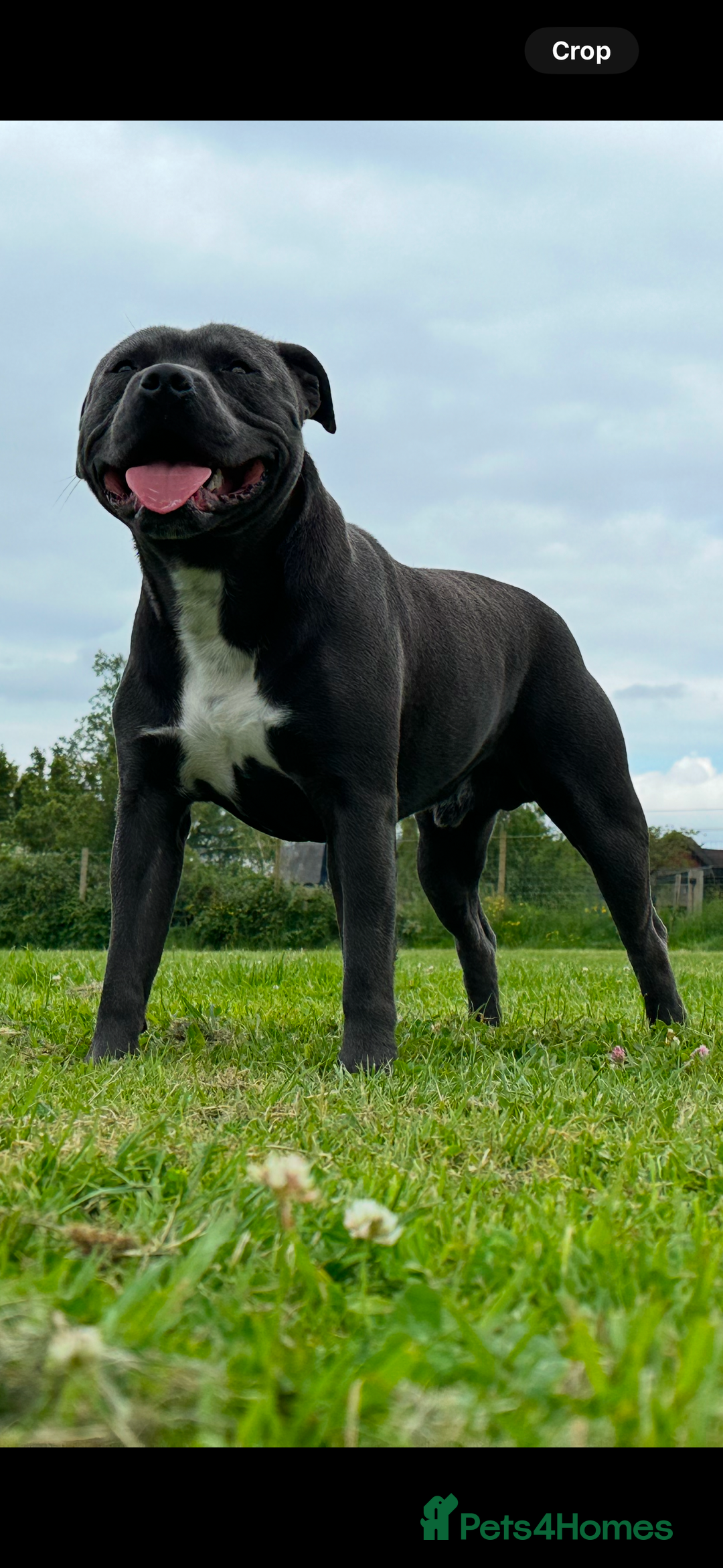 Staffordshire Bull Terrier dogs for stud: (ROCKY) rezevoire prince amond  - Image 3