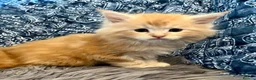 Maine Coon cats for sale: 2 Adorable Maine Coon Kittens TICA reg.  - Advert 9