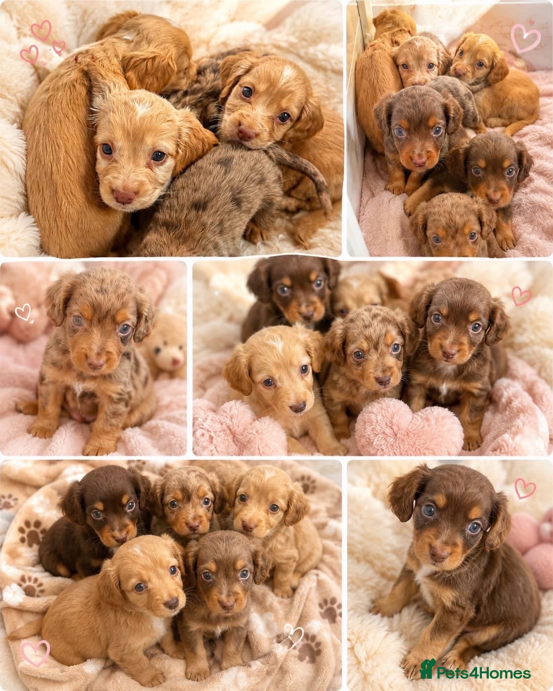 Cocker Spaniel dogs Cocker spaniel puppies  - Advert 1
