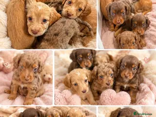 Cocker Spaniel dogs Cocker spaniel puppies - Advert 1