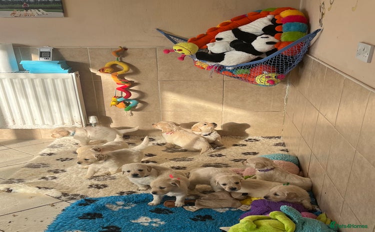 Golden Retriever dogs Exceptional Golden retriever puppies - Advert 10