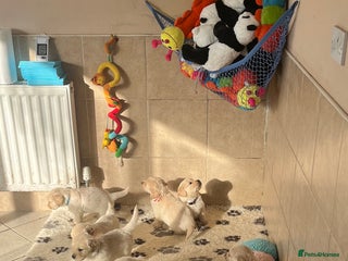 Golden Retriever dogs Exceptional Golden retriever puppies - Advert 3