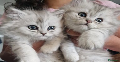 Persian cats - Advert 6